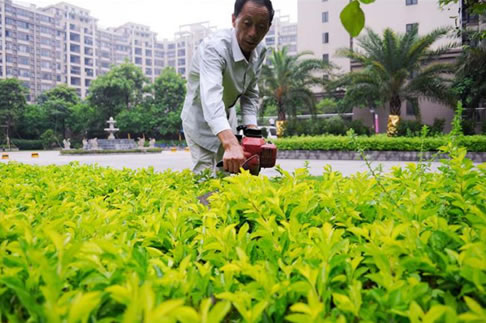 1-4[绿化工程]樵晖新城